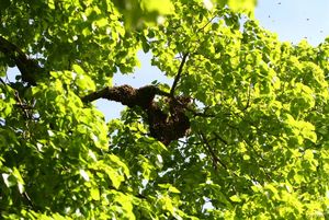 Der Bienenschwarm im Baum (Bild A. Behrendt)